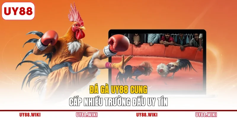 Đá gà UY88 cung cấp nhiều trường đấu uy tín